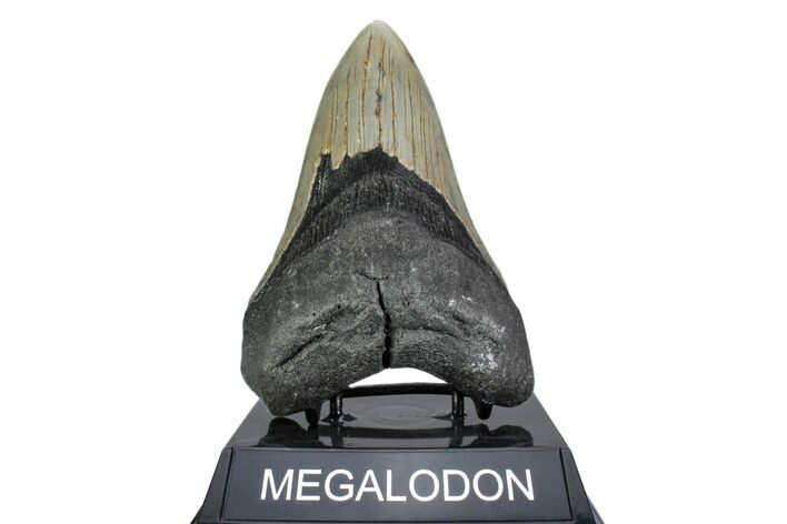 Serrated, Fossil Megalodon Tooth - North Carolina #378028
